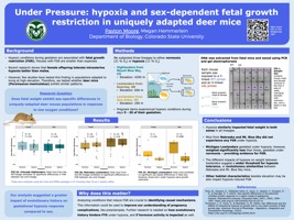 Under pressure: hypoxia and sex-dependent fetal growth restriction in deer mice