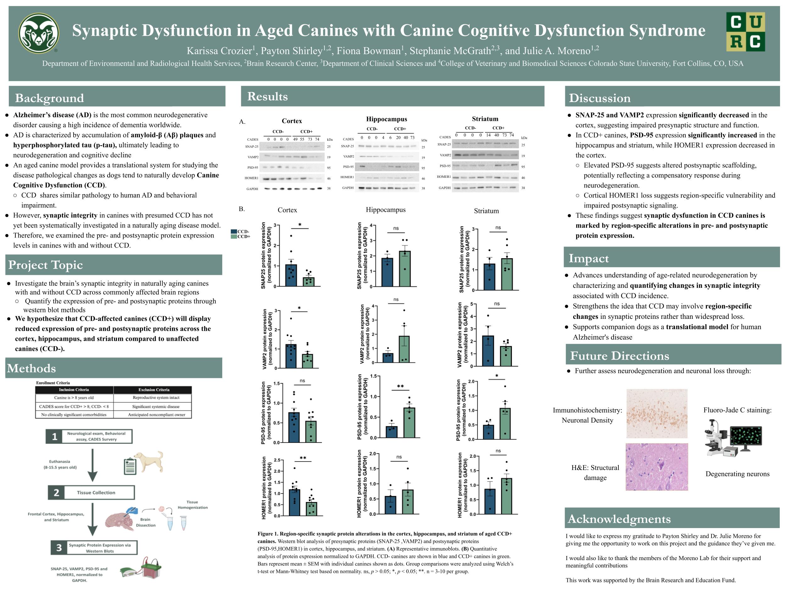 Synaptic Dysfunction in Aged Canines with Canine Cognitive Dysfunction Syndrome 