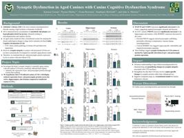 Synaptic Dysfunction in Aged Canines with Canine Cognitive Dysfunction Syndrome 