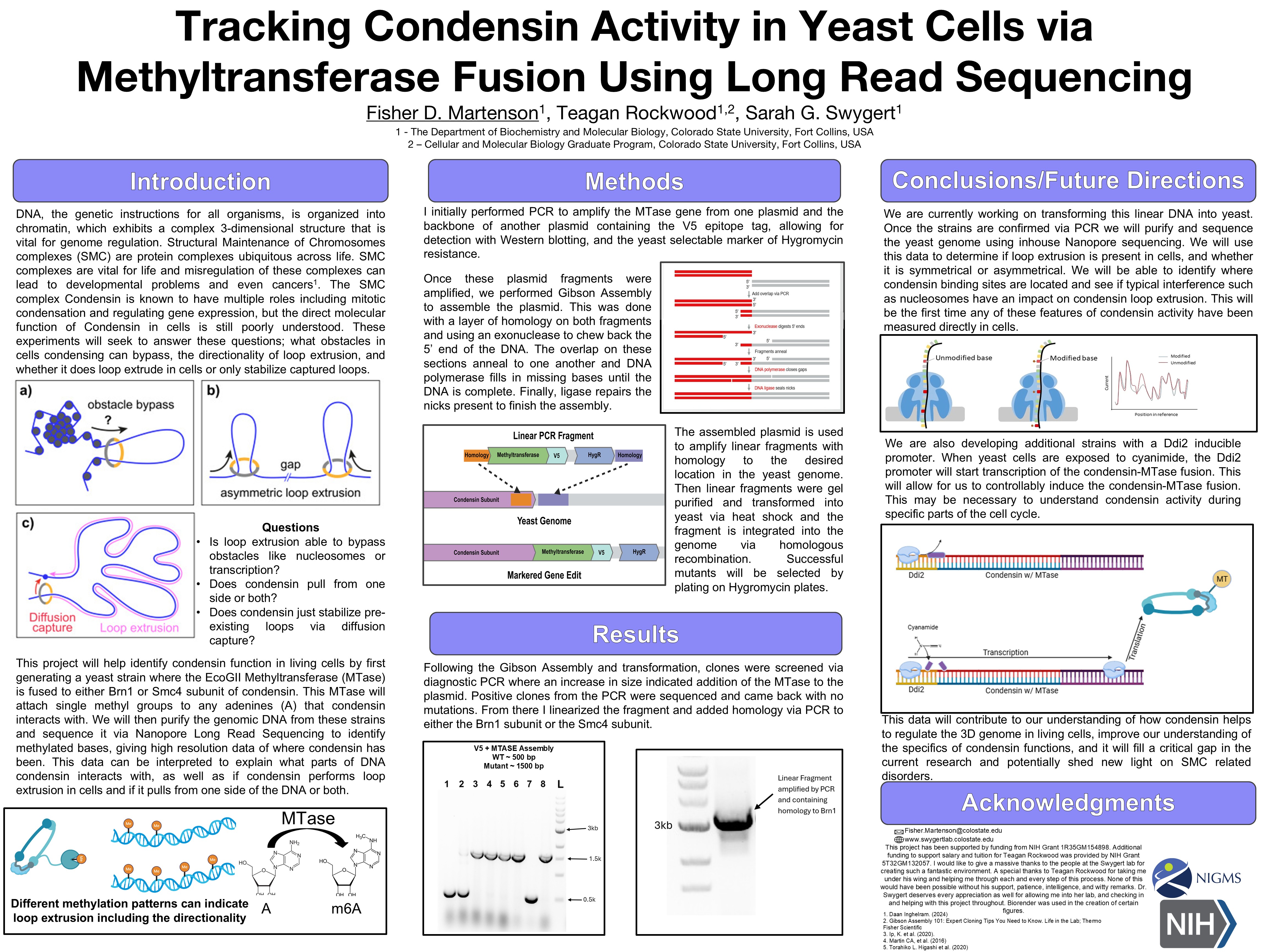 Tracking Condensin Activity in Yeast Cells via Methyltransferase Fusion and Long Read Sequencing