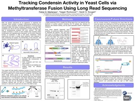 Tracking Condensin Activity in Yeast Cells via Methyltransferase Fusion and Long Read Sequencing