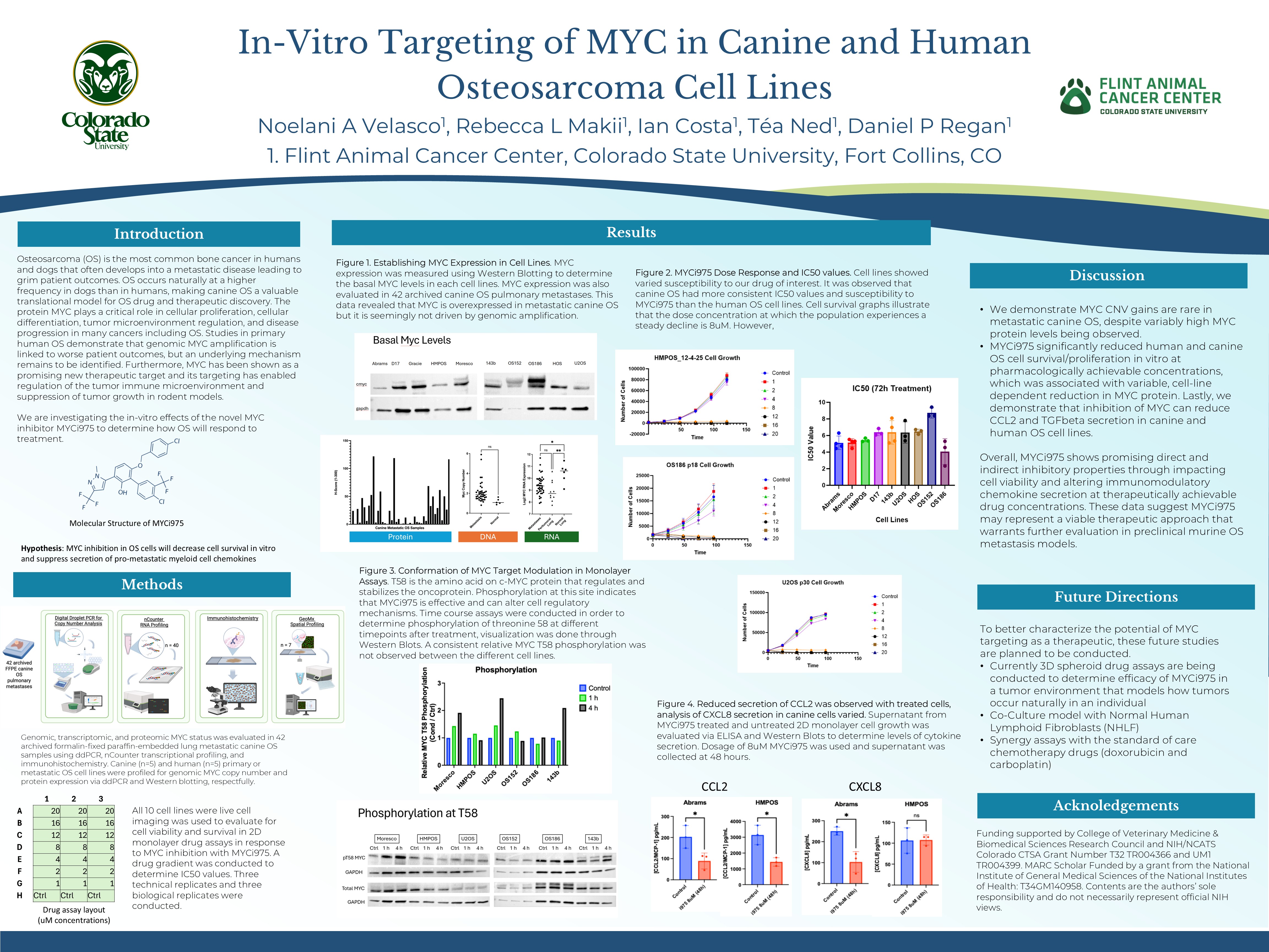 In-Vitro Effects of MYC Targeting in Canine and Human Osteosarcoma Cell Lines