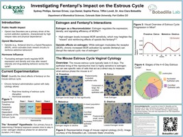 Preserving the Cycle: Validating Non-Invasive Fecal Monitoring for Female Psychedelic Models