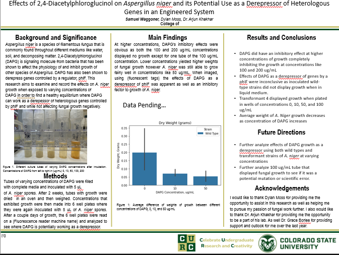 Effects of 2,4-Diacetylphloroglucinol on Aspergillus niger and its Potential Use as a Derepressor of Heterologous Genes in an Engineered System