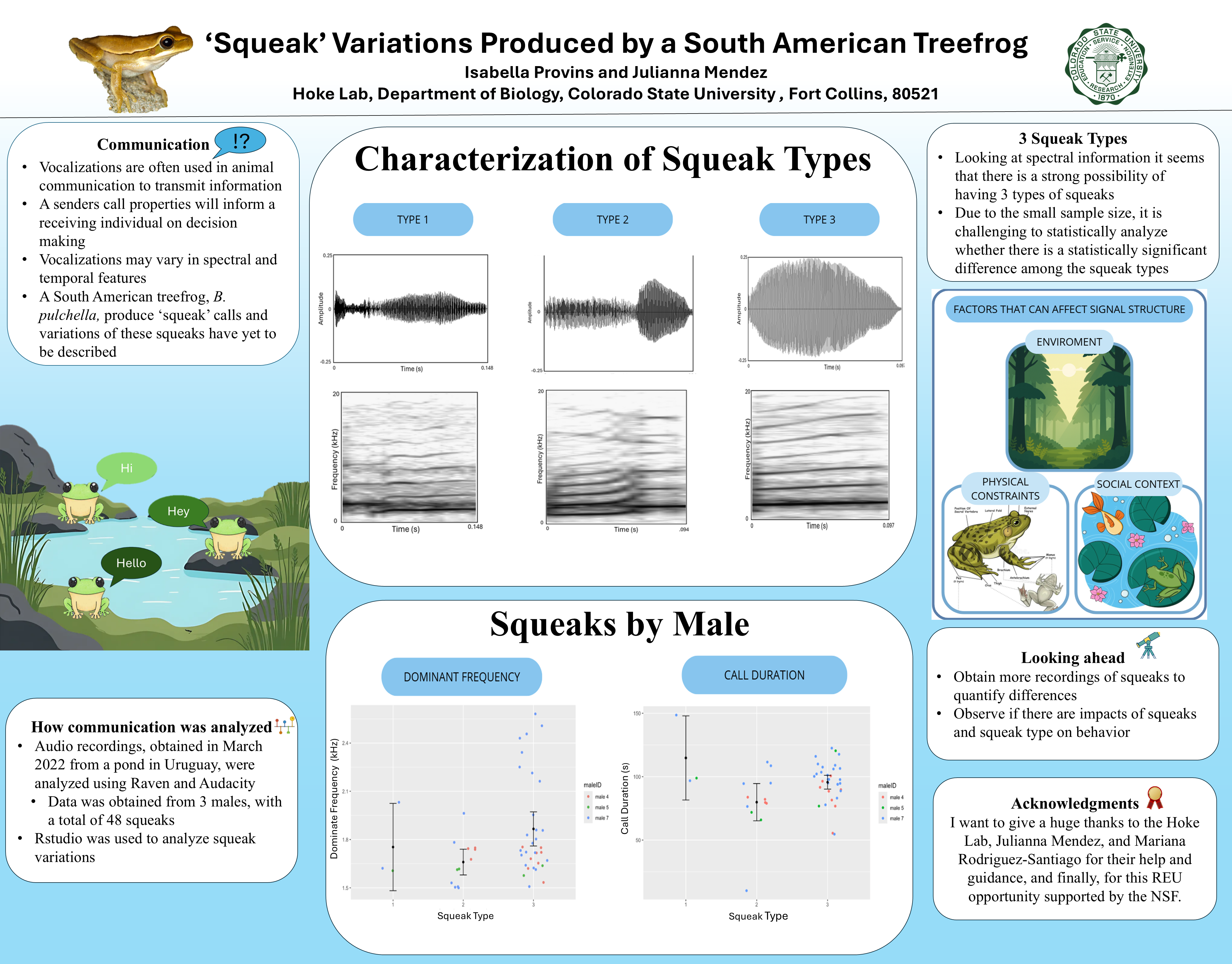 'Squeak’ Variations Produced by a South American Treefrog