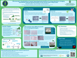 Microscopic visualization of novel Cyanobacterial biofilms for bioproduction: bringing secretome-altered Synechocystis to the human eye in dual color