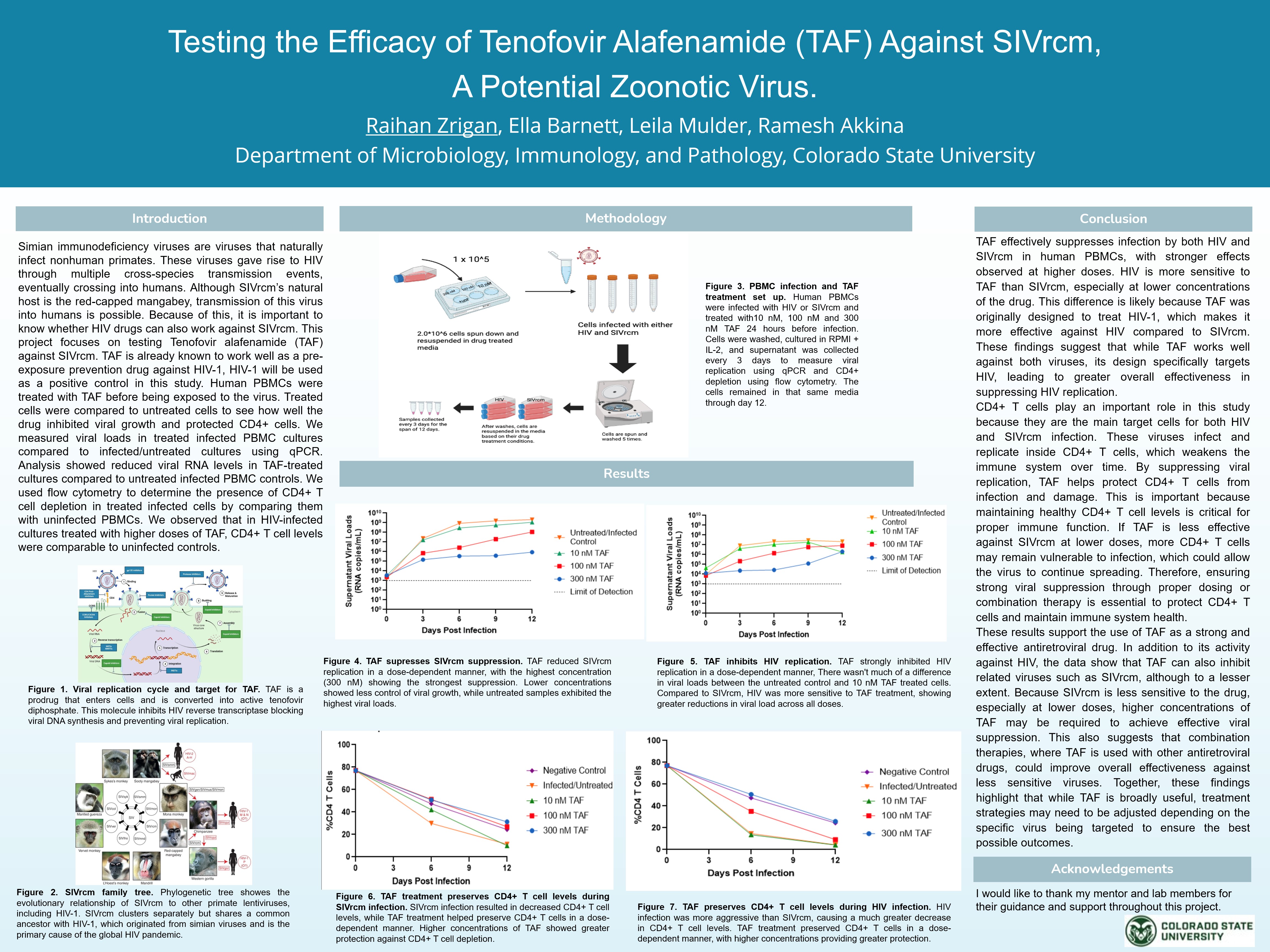Testing the Efficacy of Tenofovir Alafenamide (TAF) Against SIVrcm, A Potential Zoonotic Disease. 