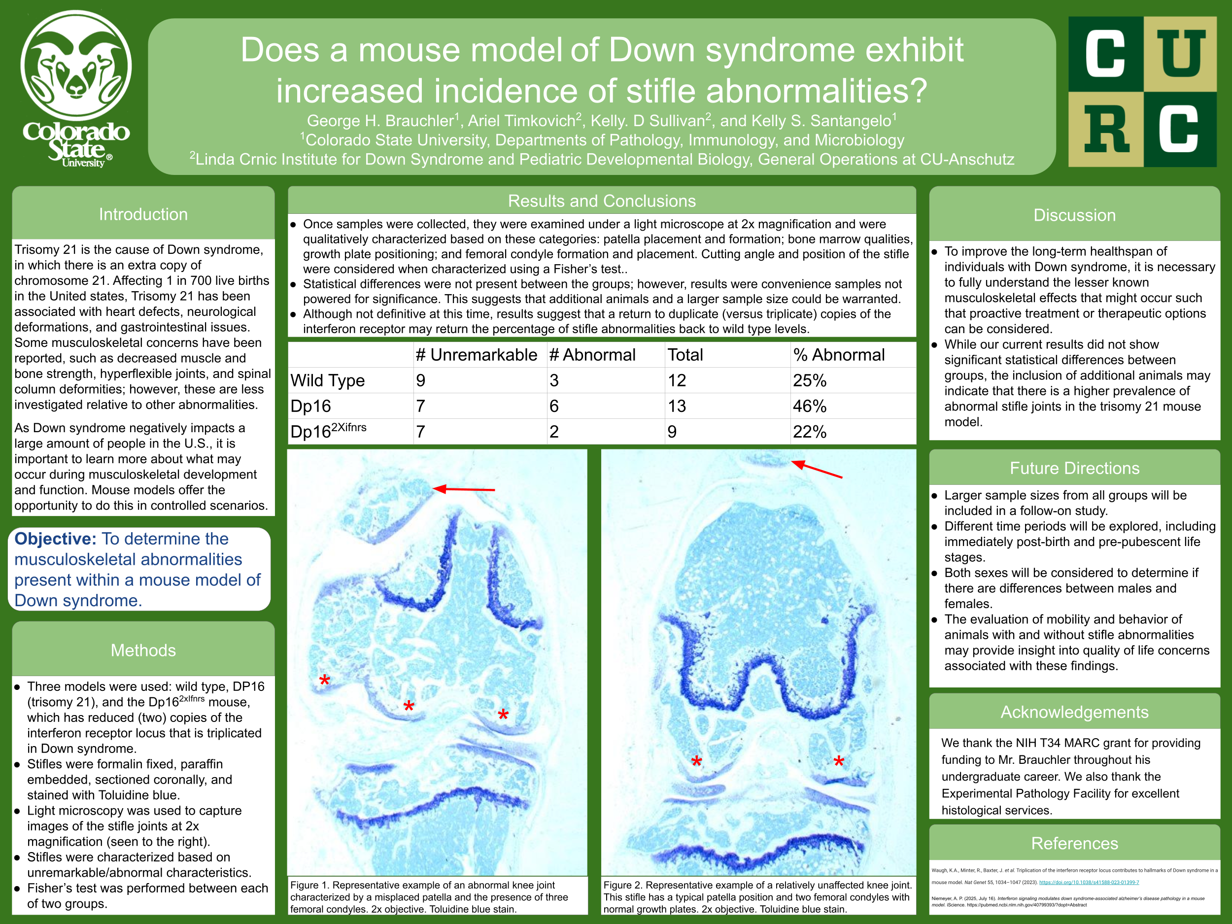 Does a mouse model of Down syndrome exhibit increased incidence of stifle abnormalities?