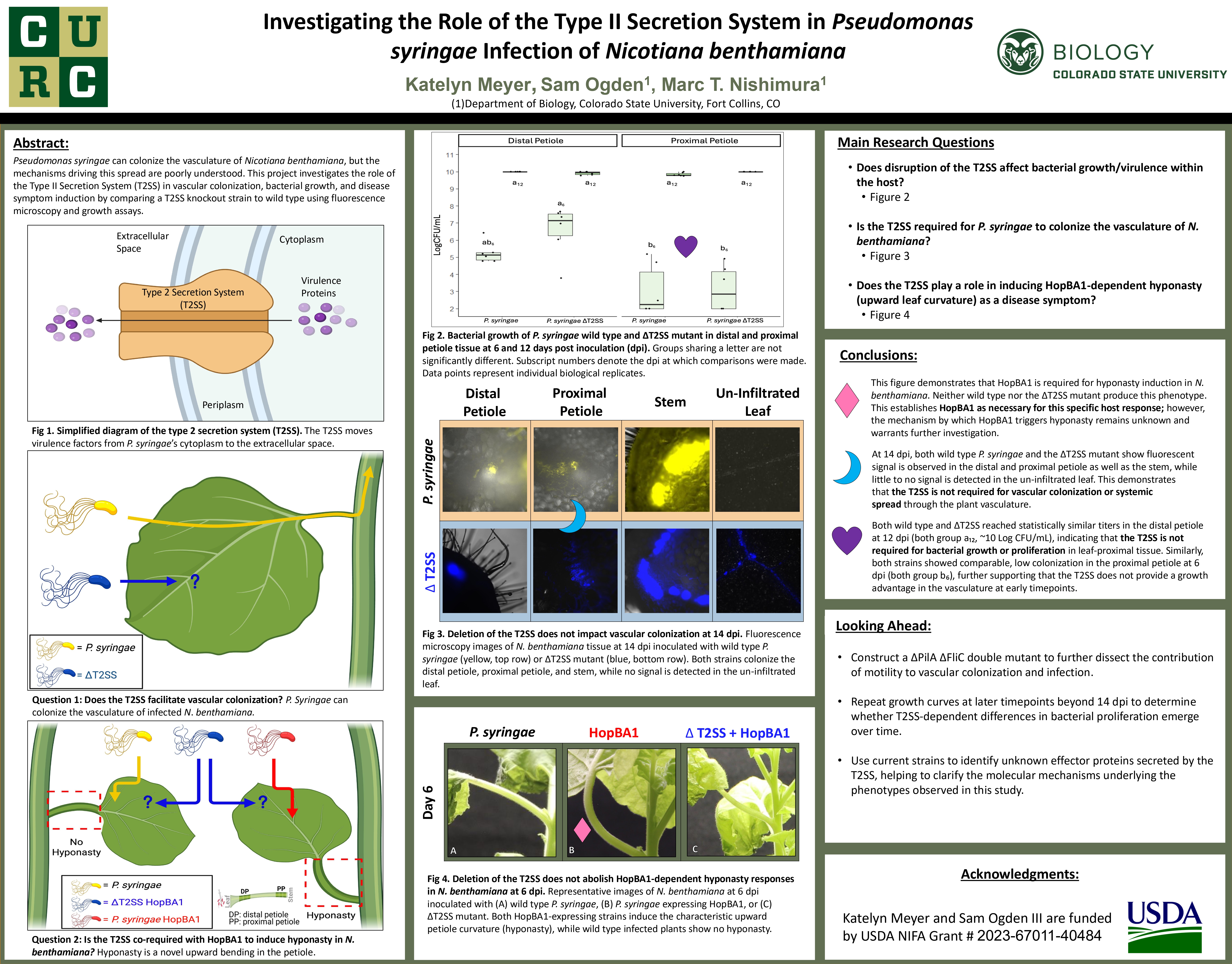 Investigating the Role of the Type II Secretion System in Pseudomonas syringae Infection of Nicotiana benthamiana