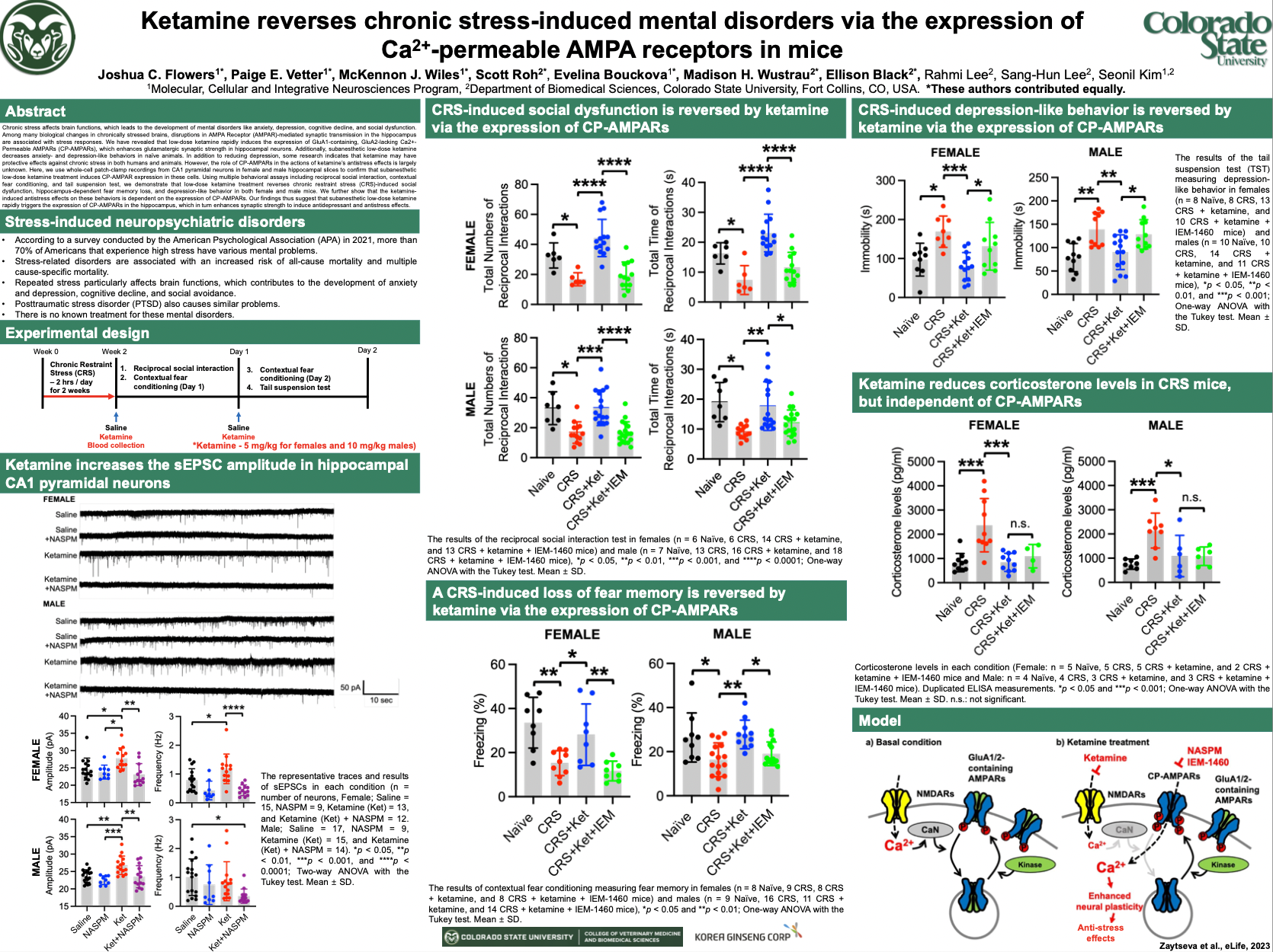 Ketamine reverses chronic stress-induced mental disorders via the expression of Ca2+-permeable AMPA receptors in mice