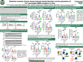 Ketamine reverses chronic stress-induced mental disorders via the expression of Ca2+-permeable AMPA receptors in mice