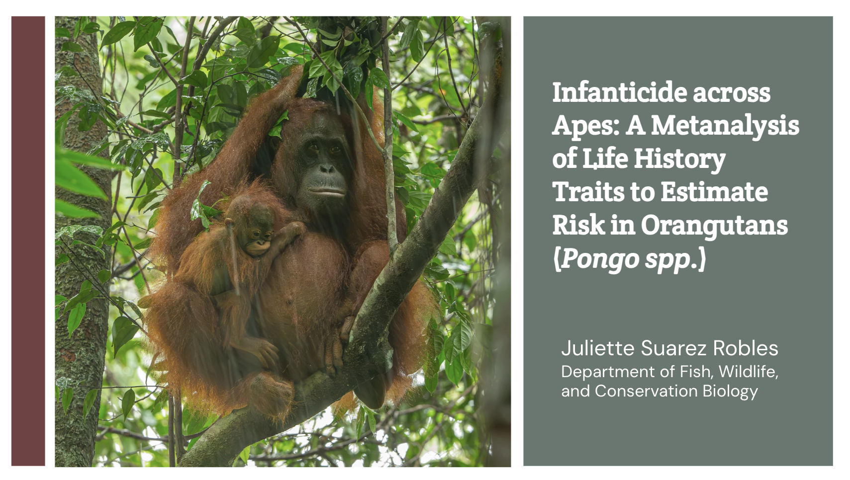 Infanticide across Apes: A Metanalysis of Life History Traits to Estimate Risk in Orangutans (Pongo spp.)
