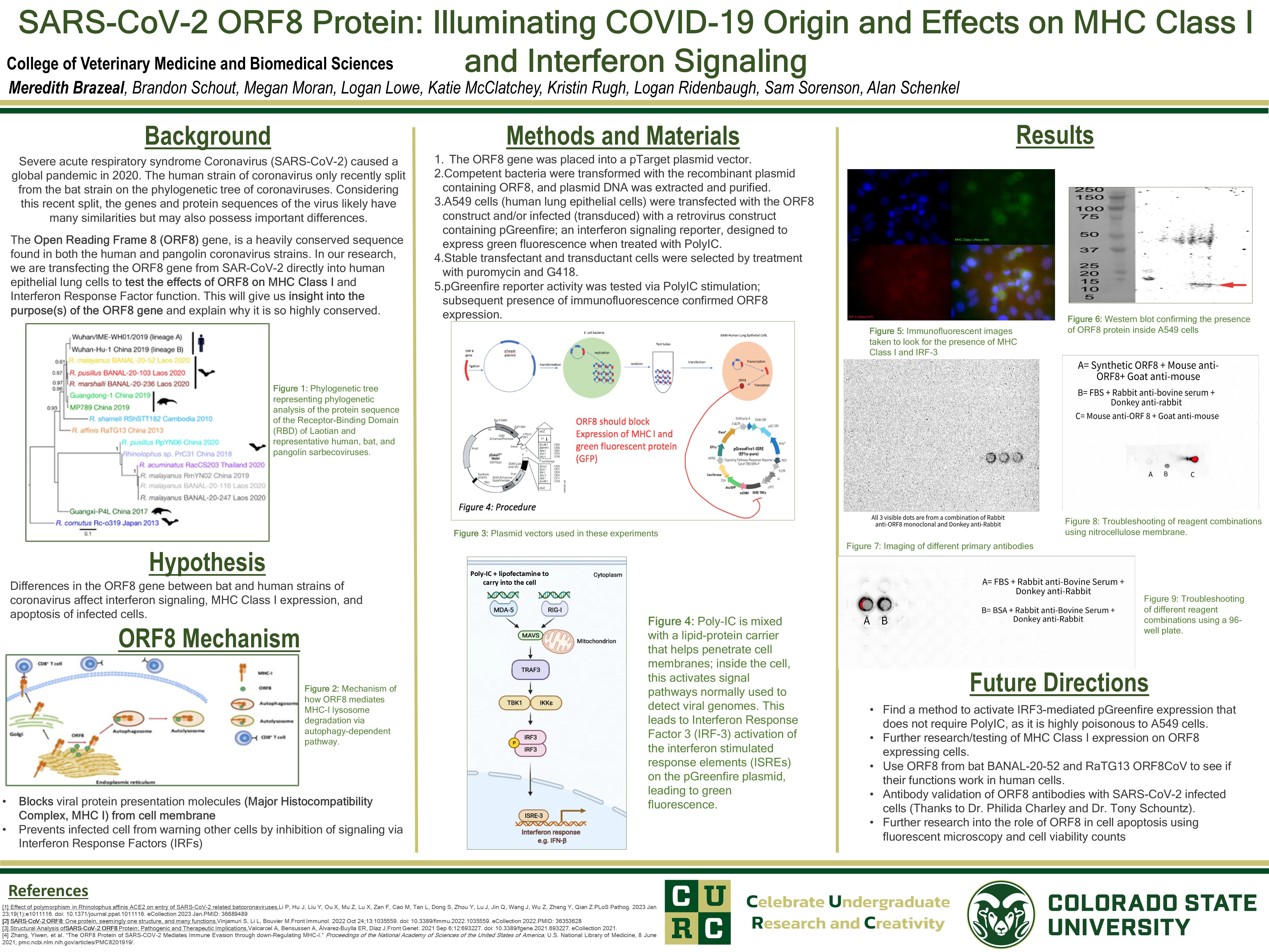 Antibody Validation for SARS-CoV-2 ORF8