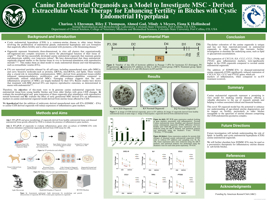Canine Endometrial Organoids as a Model to Investigate MSC - Derived Extracellular Vesicle Therapy for Enhanced Fertility in Bitches with Cystic Endometrial Hyperplasia