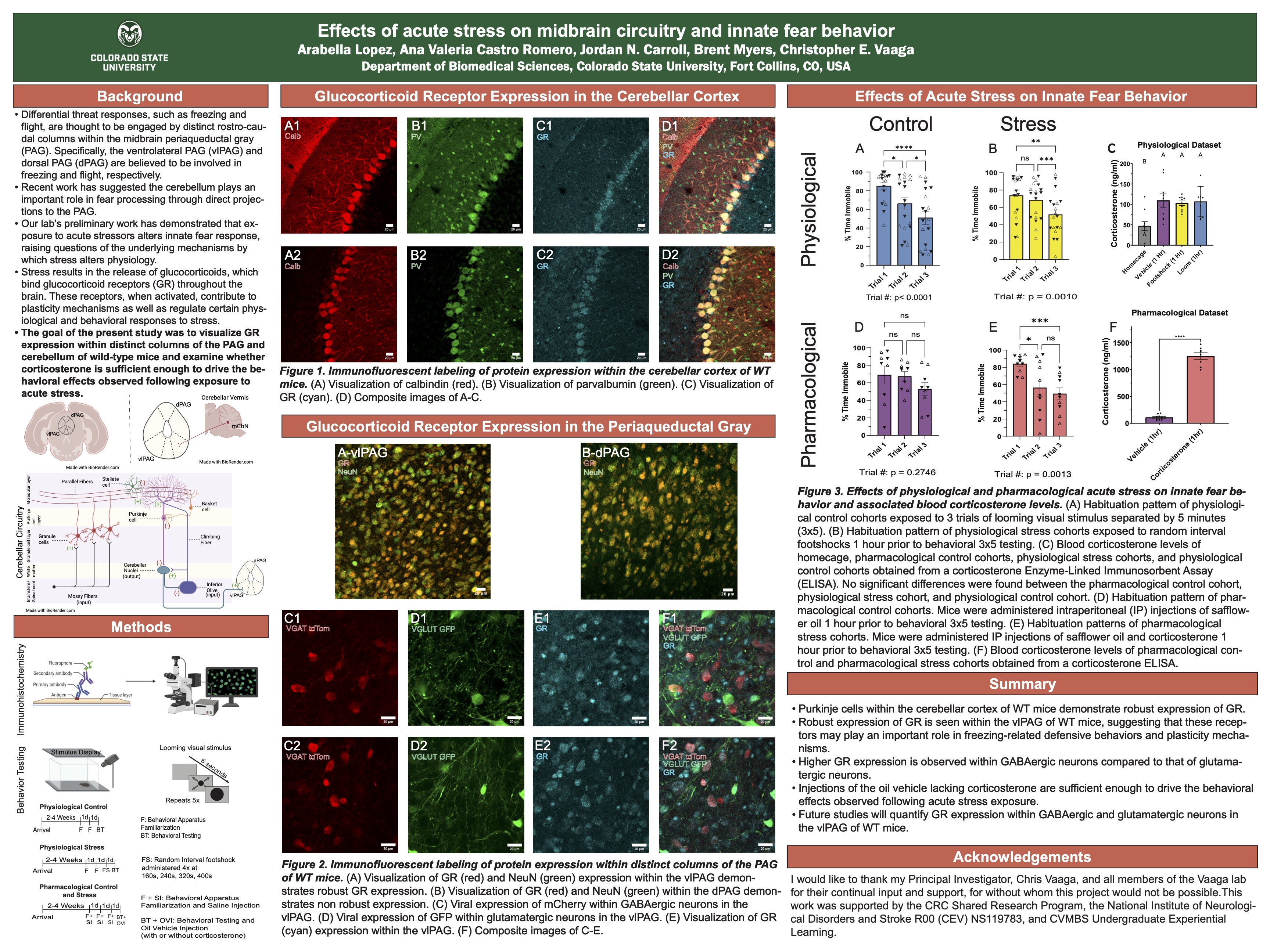 Effects of acute stress on midbrain circuitry and innate fear behavior