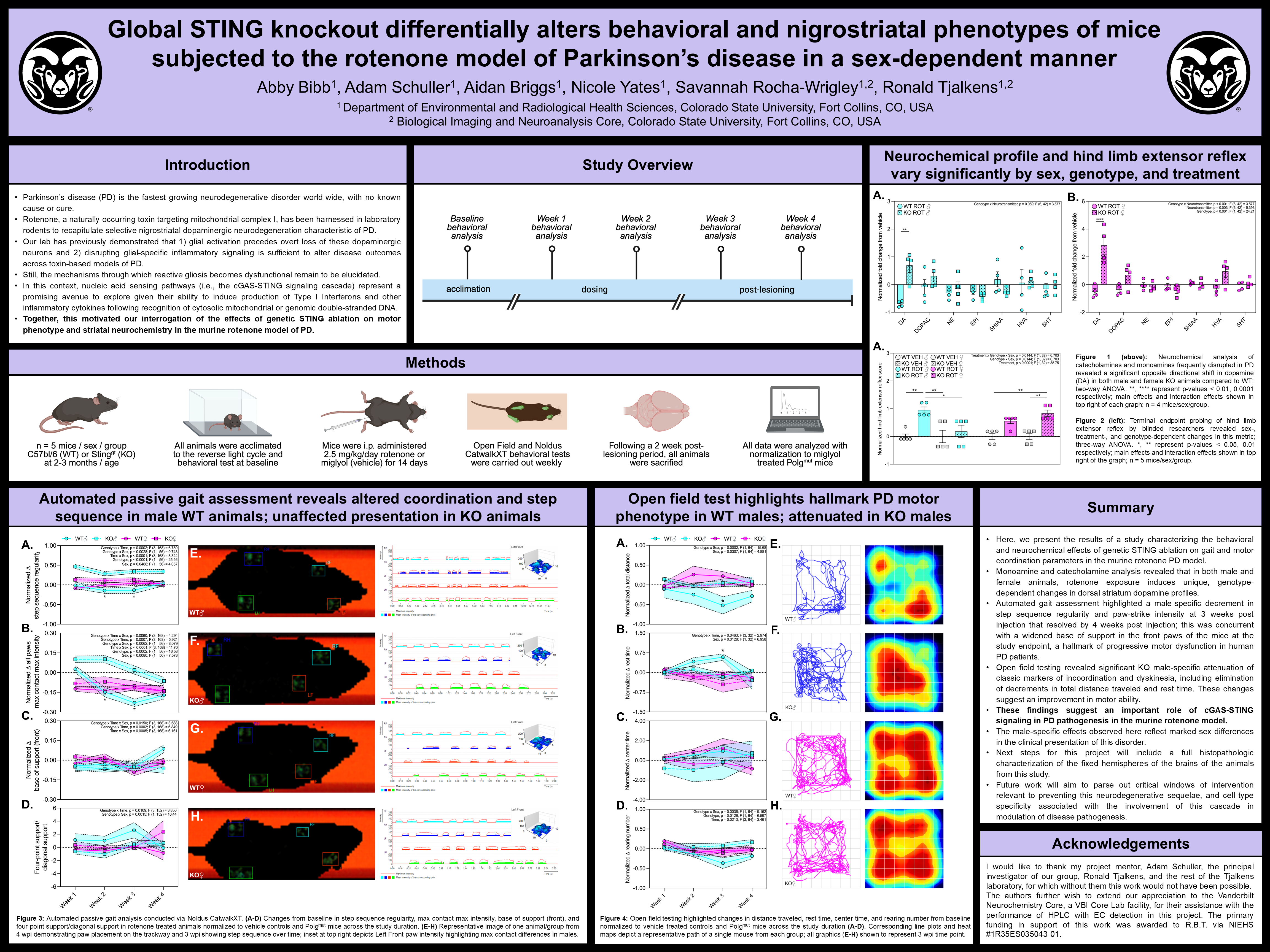 Global STING knockout differentially alters behavioral and nigrostriatal phenotypes of mice subjected to the rotenone model of Parkinson’s disease in a sex-dependent manner