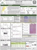 Detection of prions in skeletal muscle of gene-targeted mice infected with Nordic CWD