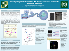 Investigating the Role of JIP3's JNK Binding Domain in Glutamate Receptor Transport