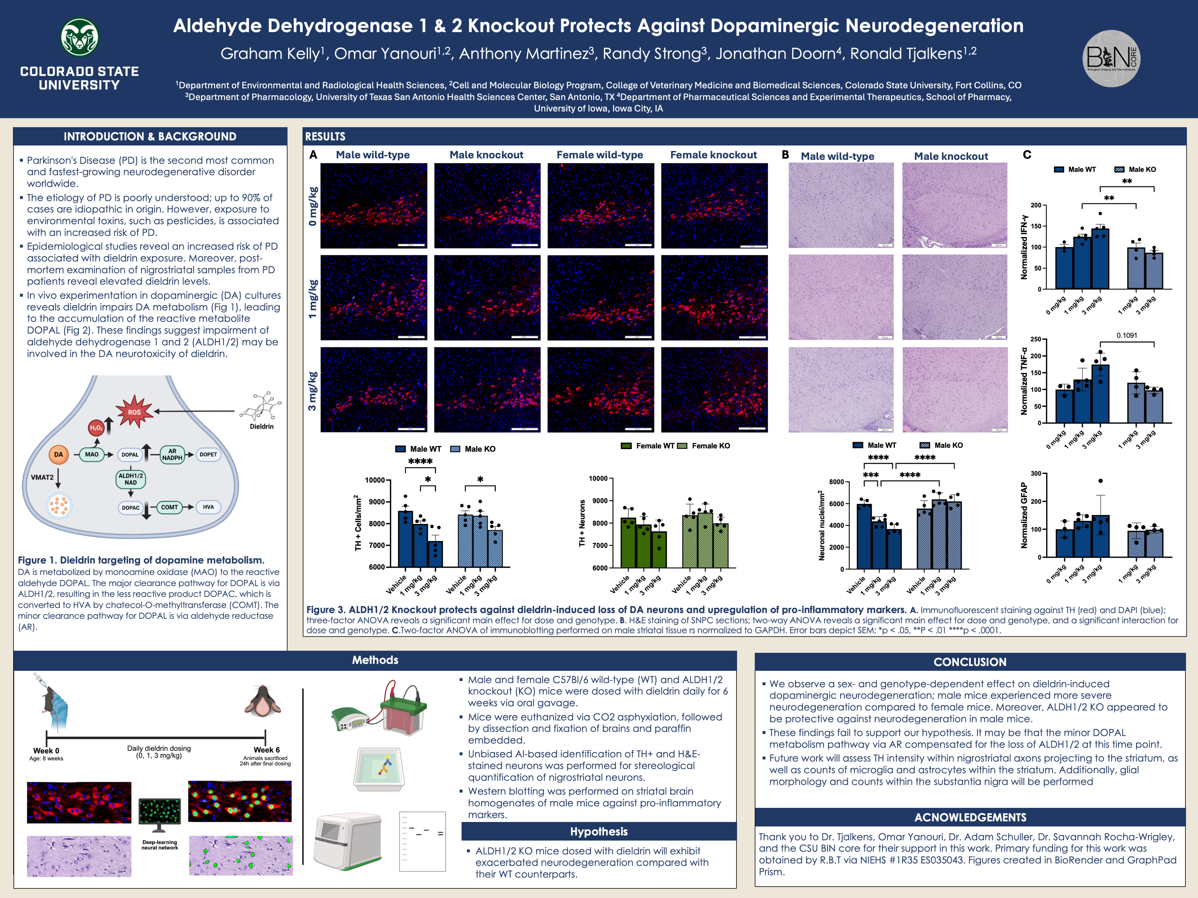 Aldehyde Dehydrogenase 1 & 2 knockout protects against dieldrin-induced dopaminergic neurodegeneration. 