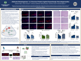 Aldehyde Dehydrogenase 1 & 2 knockout protects against dieldrin-induced dopaminergic neurodegeneration. 