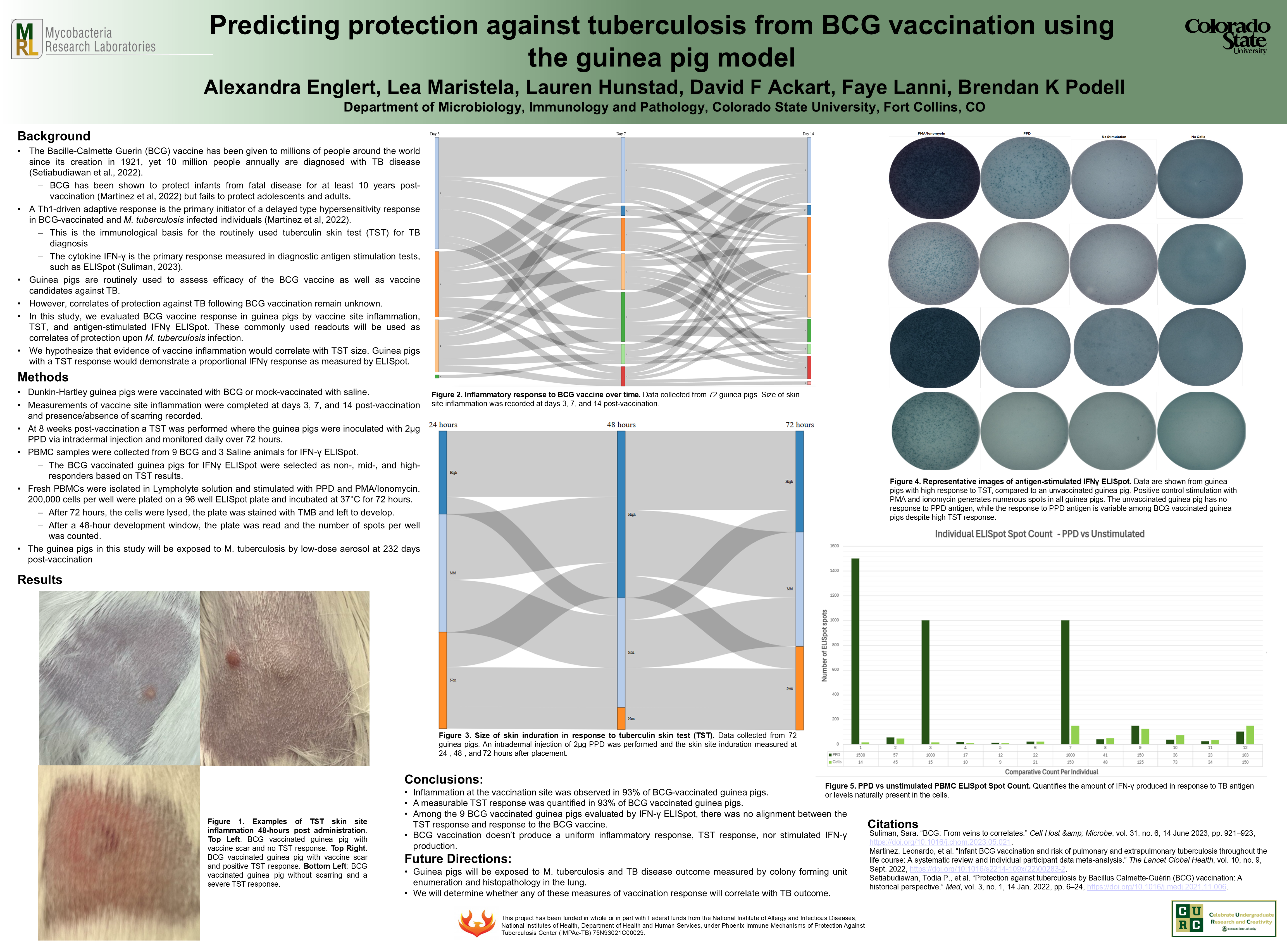 Predicting protection against tuberculosis from BCG vaccination using the guinea pig model 