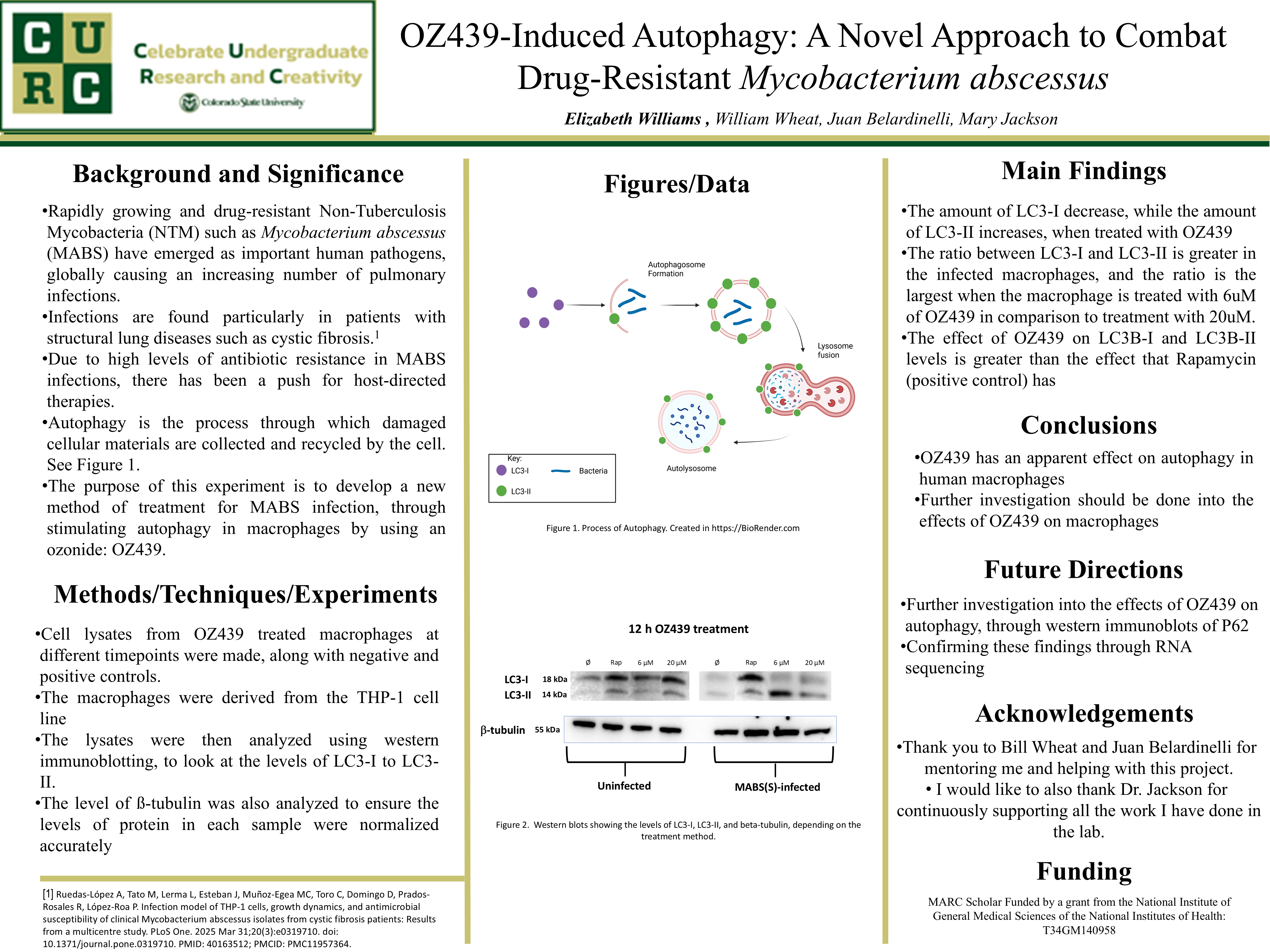 OZ439-Induced Autophagy: A Novel Approach to Combat Drug-Resistant Mycobacterium abscessus