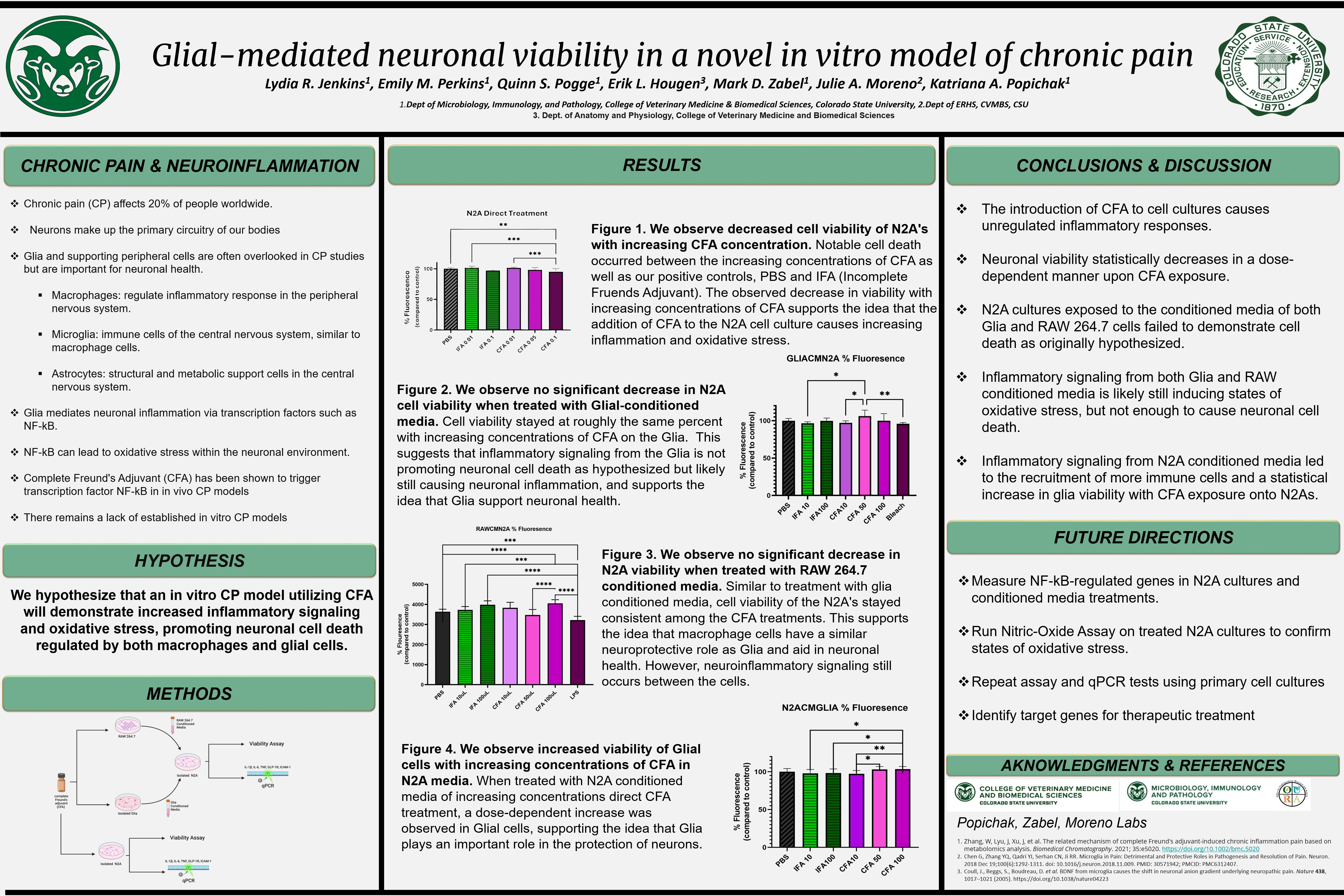 Glial-mediated neuronal viability in a novel in vitro model of chronic pain 
