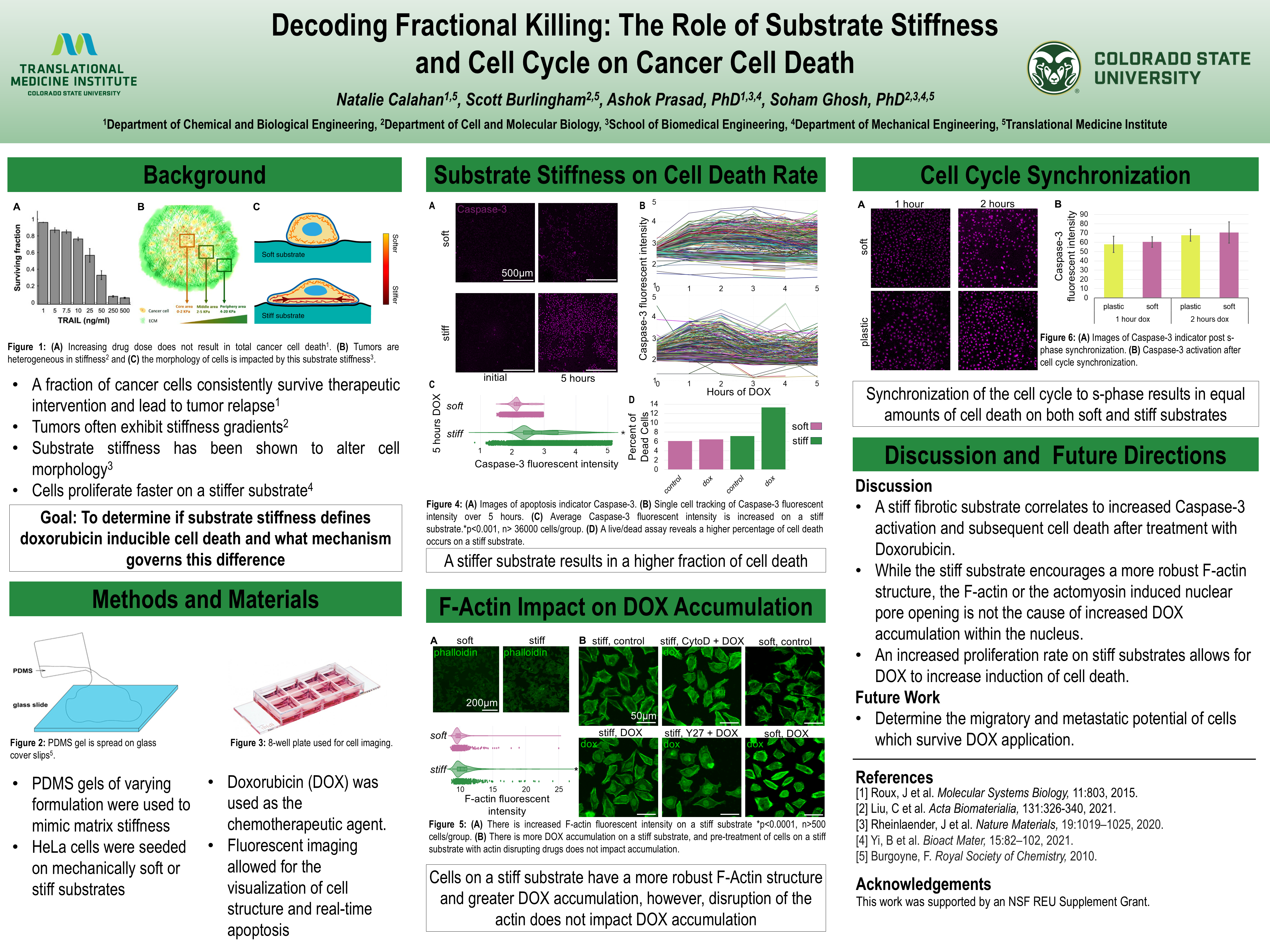 Decoding Fractional Killing: The Role of Substrate Stiffness and Cell Cycle on Cancer Cell Death