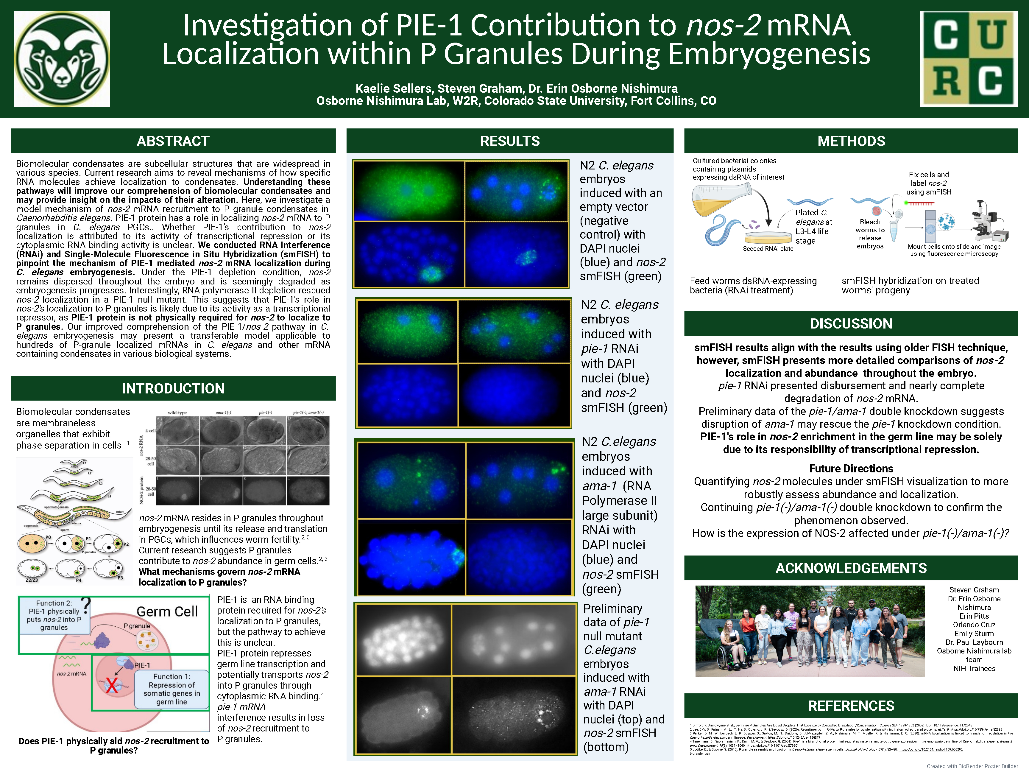 Investigation of​ PIE-1 Contribution to​ nos-2 mRNA Localization within P Granules Using RNAi