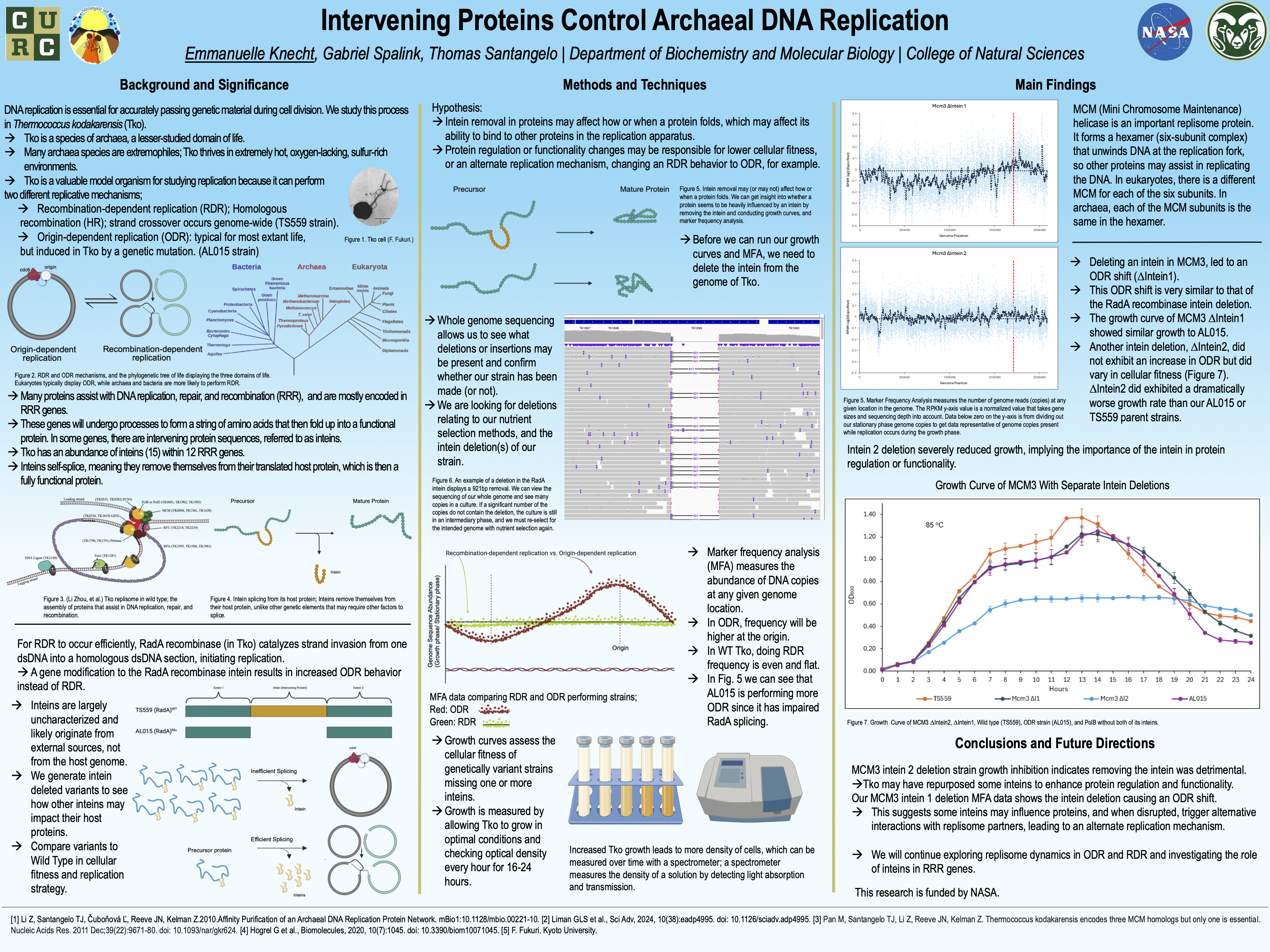 Intervening Proteins Control Archaeal DNA Replication