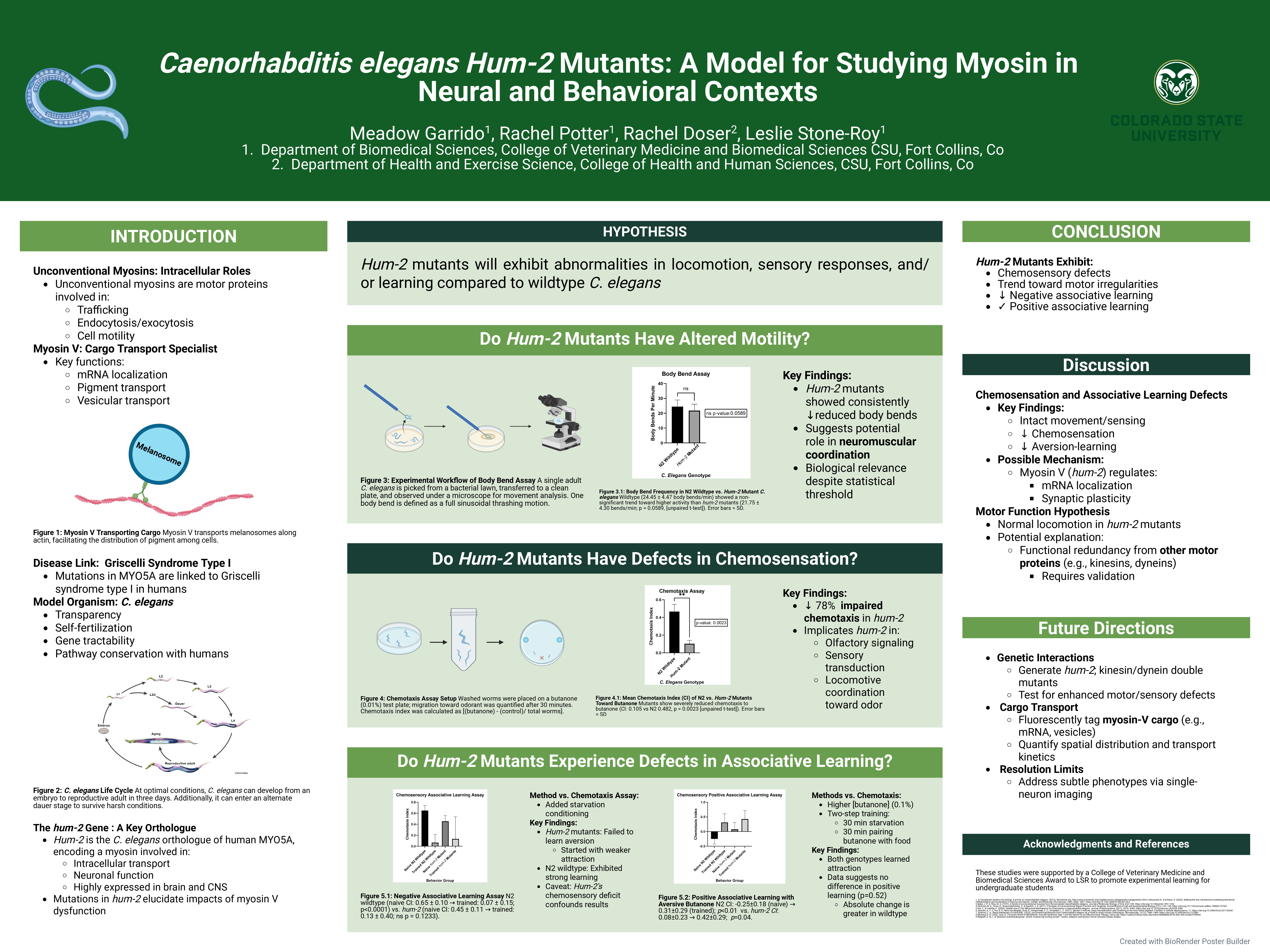 Hum-2 Caenorhabditis elegans Mutants: A Model for Studying Myosin V in Neural and Behavioral Contexts
