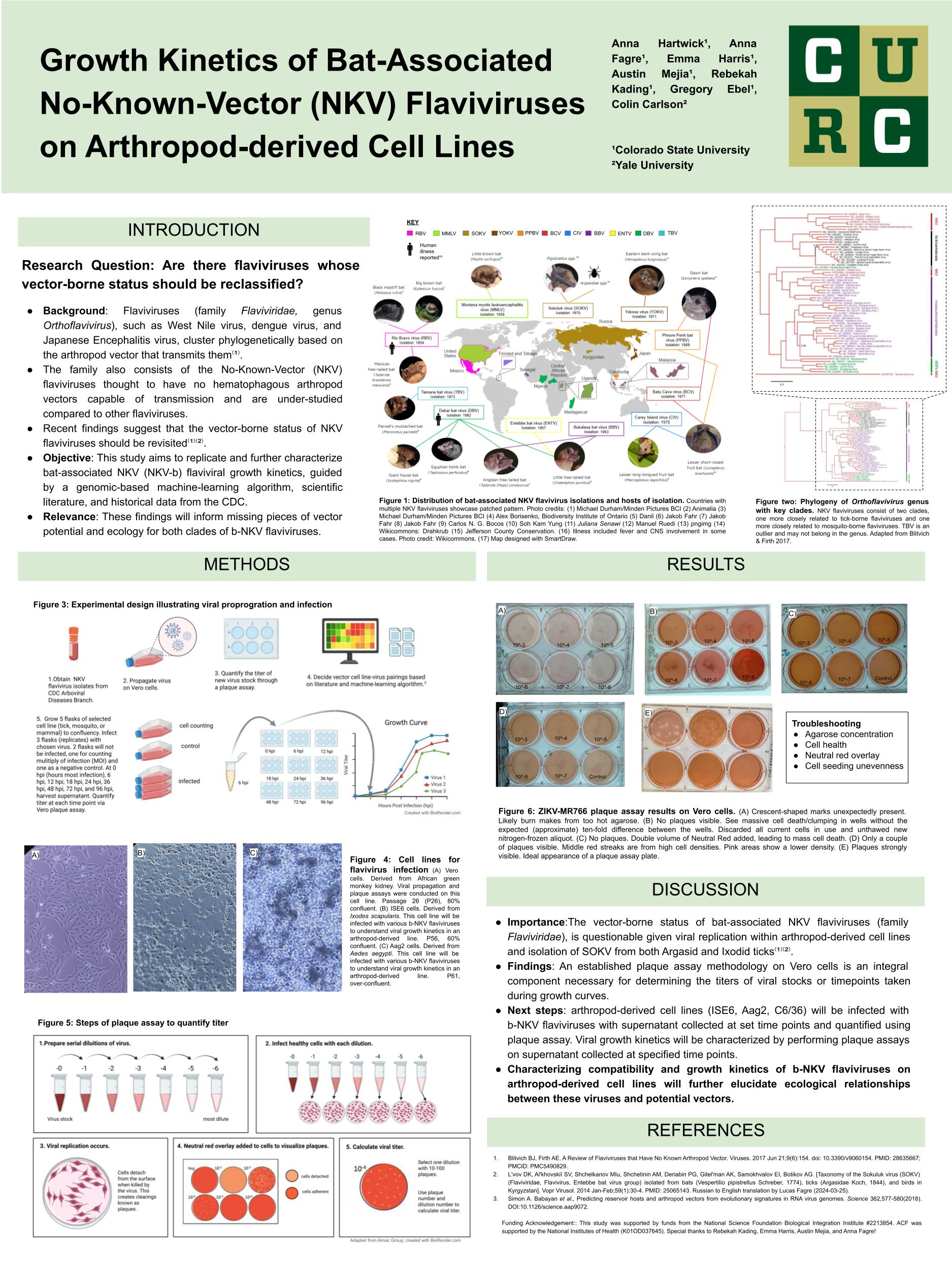 Growth Kinetics of Bat-Associated No-Known-Vector (NKV) Flaviviruses on Arthropod-derived Cell Lines