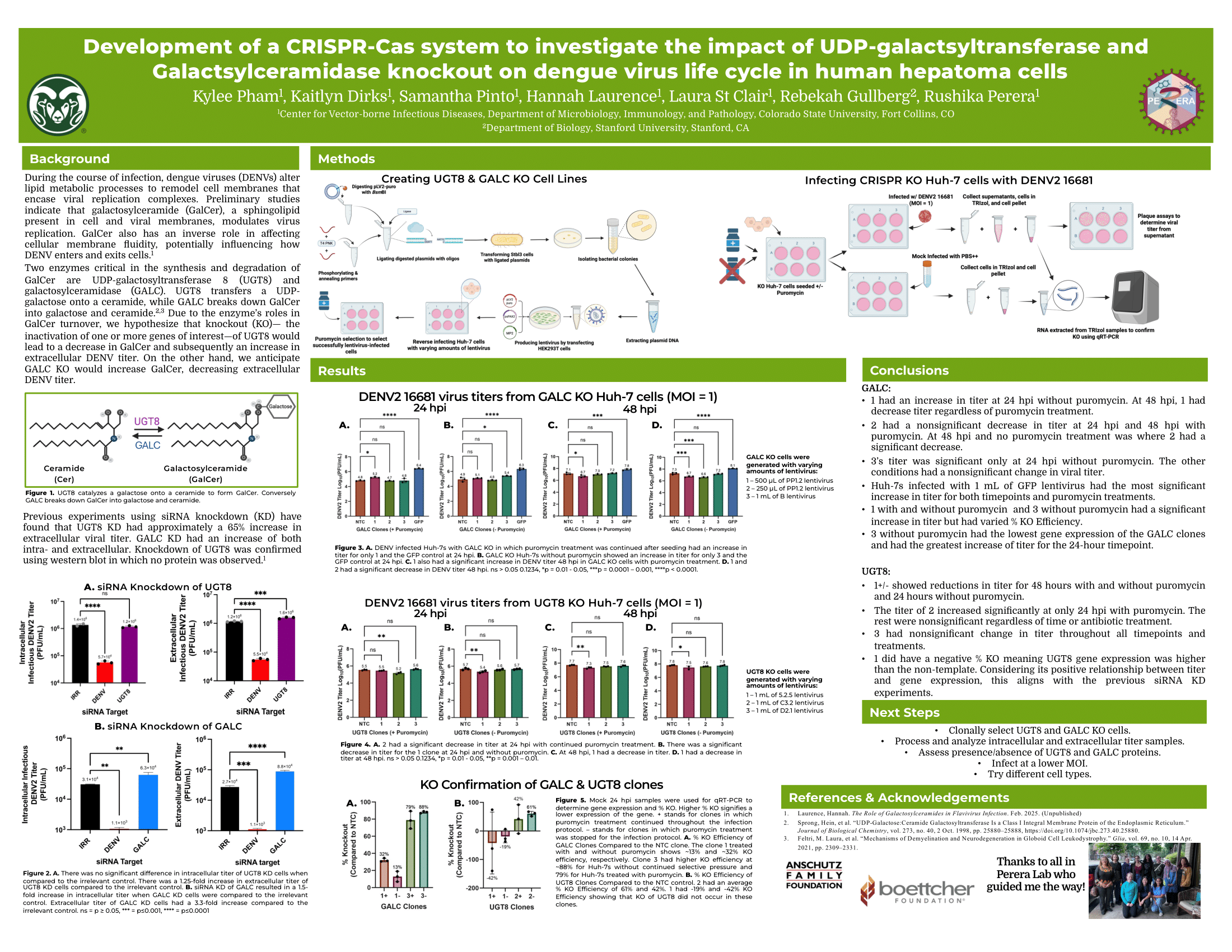 Development of a CRISPR-Cas system to investigate the impact of UDP-galactosyltransferase 8 and galactosylceramidase knockout on dengue virus life cycle in human hepatoma cells 