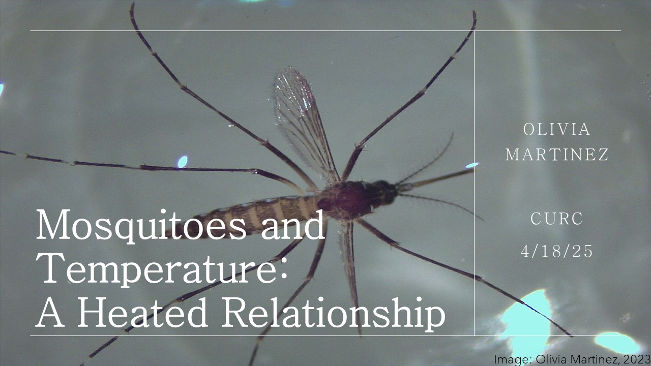 Mosquitoes and Temperature: A Heated Relationship