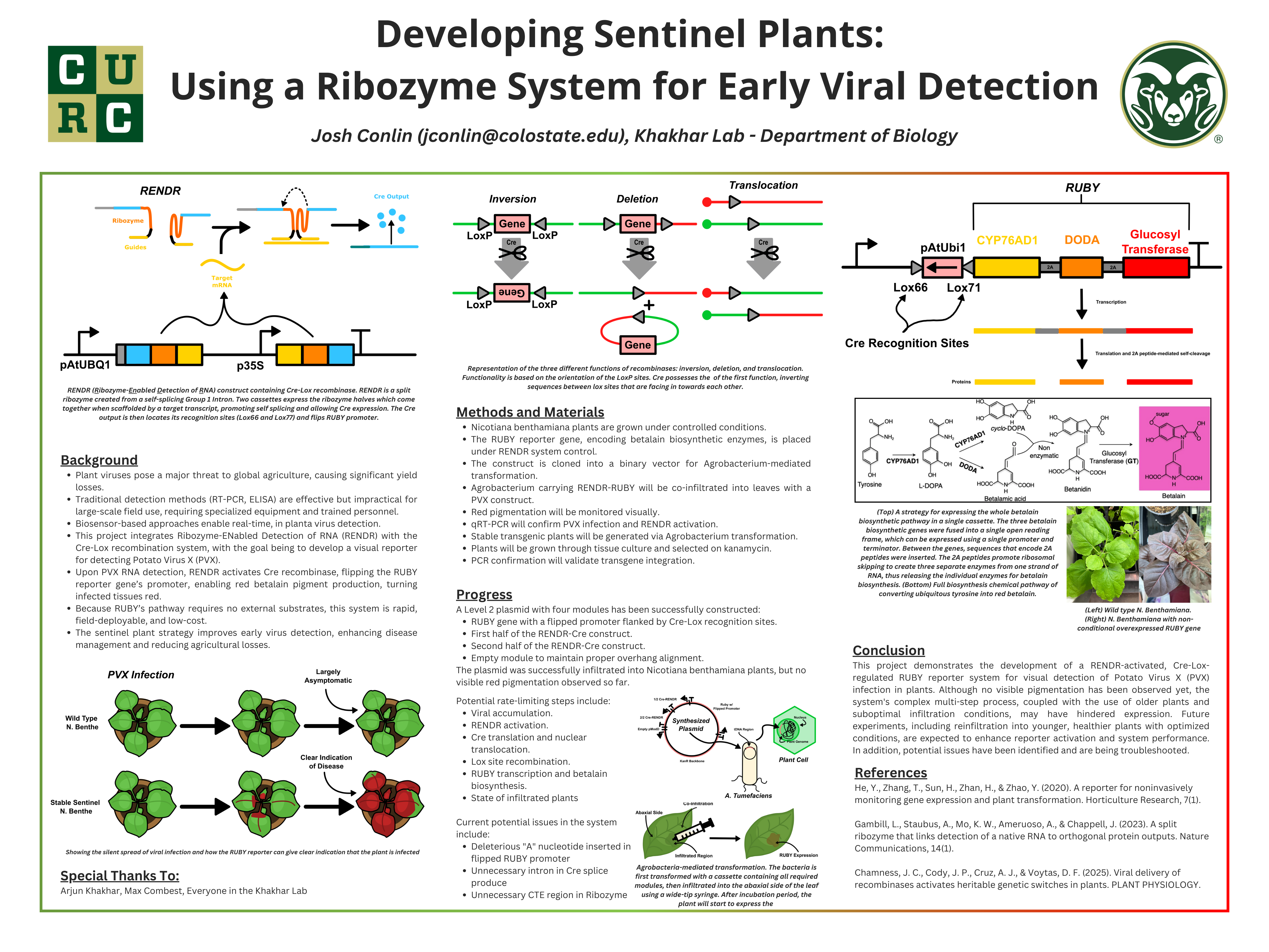 Developing Sentinel Plants: Using a Ribozyme System for Early Viral Detection