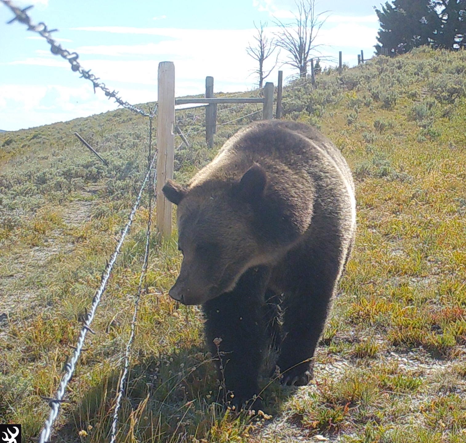 Taming Tensions: Identifying Conflict Between Livestock, Carnivores, and Native Ungulates 