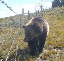 Taming Tensions: Identifying Conflict Between Livestock, Carnivores, and Native Ungulates 