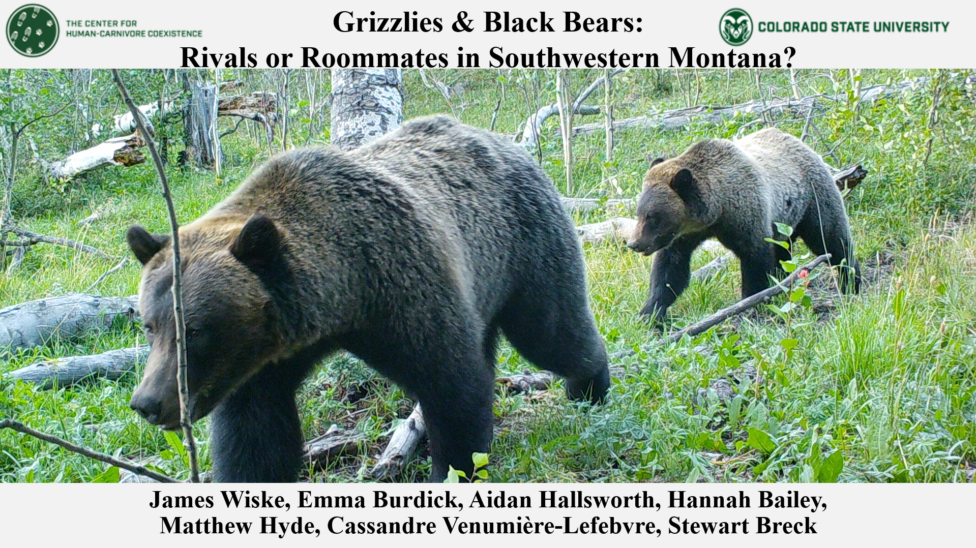 Grizzlies & Black Bears:  Rivals or Roommates in Southwestern Montana?
