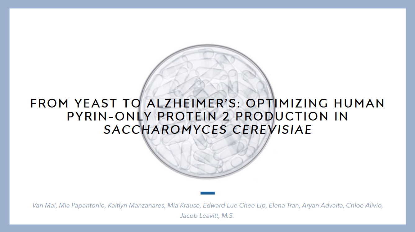 From Yeast to Alzheimer’s: Optimizing Human Pyrin-Only Protein 2 Production in Saccharomyces cerevisiae