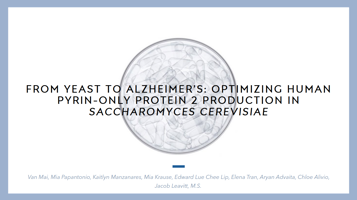 From Yeast to Alzheimer’s: Optimizing Human Pyrin-Only Protein 2 Production in Saccharomyces cerevisiae