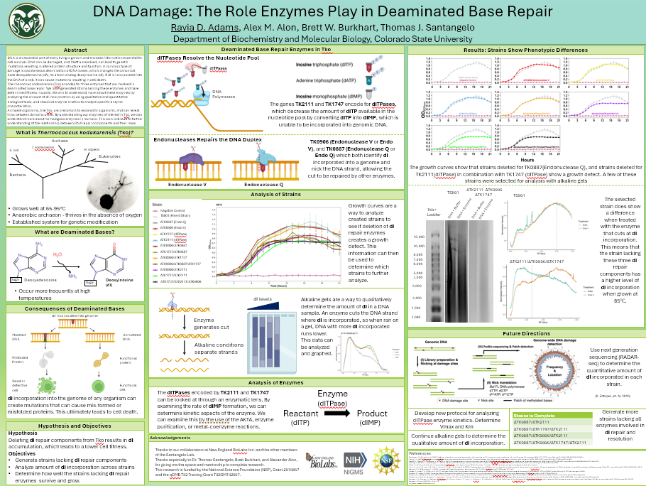 DNA Damage: The Role Enzymes Play in Deaminated Base Repair