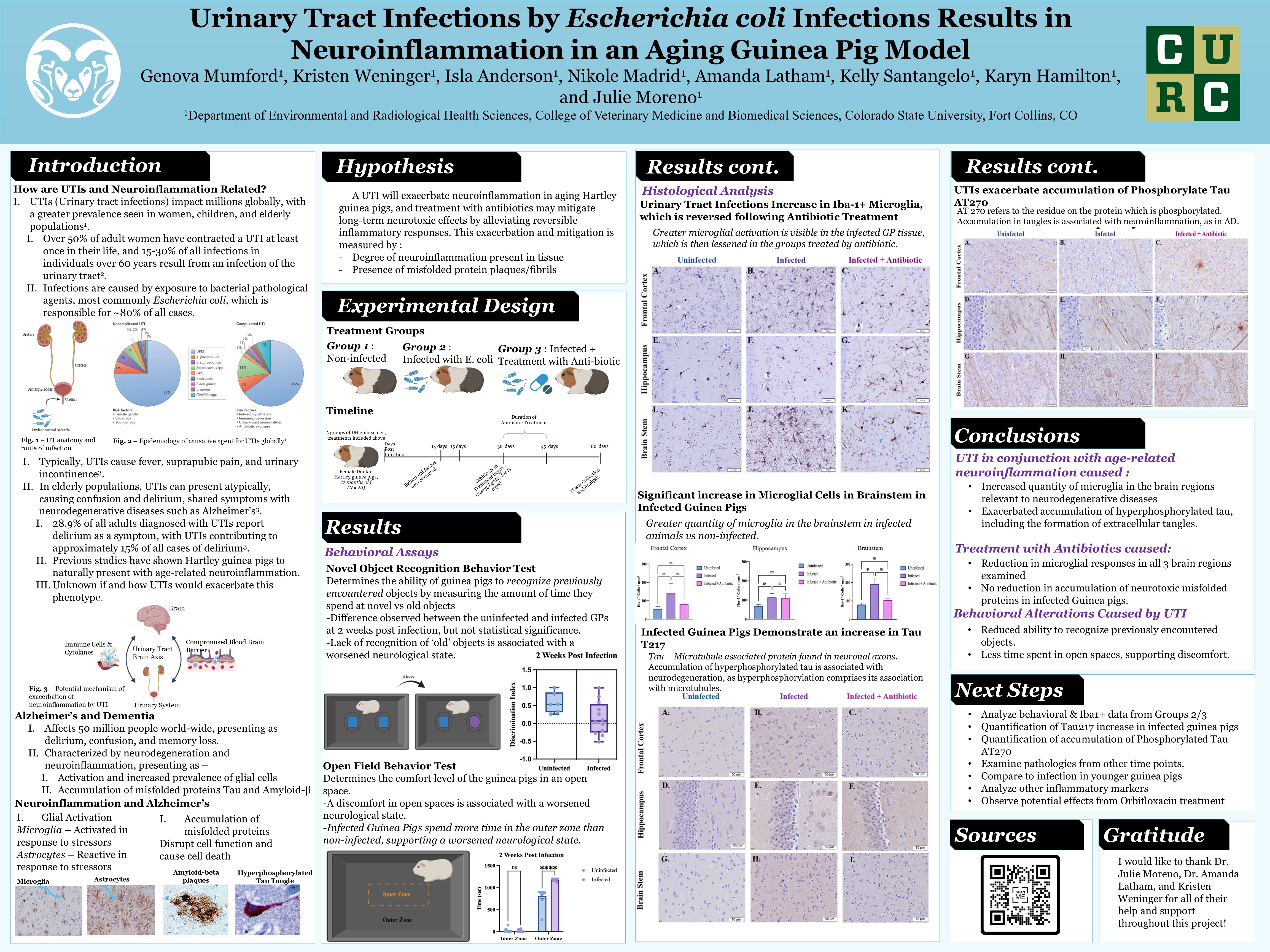 Urinary Tract Infections by Escherichia coli infections Results in Neuroinflammation in an Aging Guinea Pig Model
