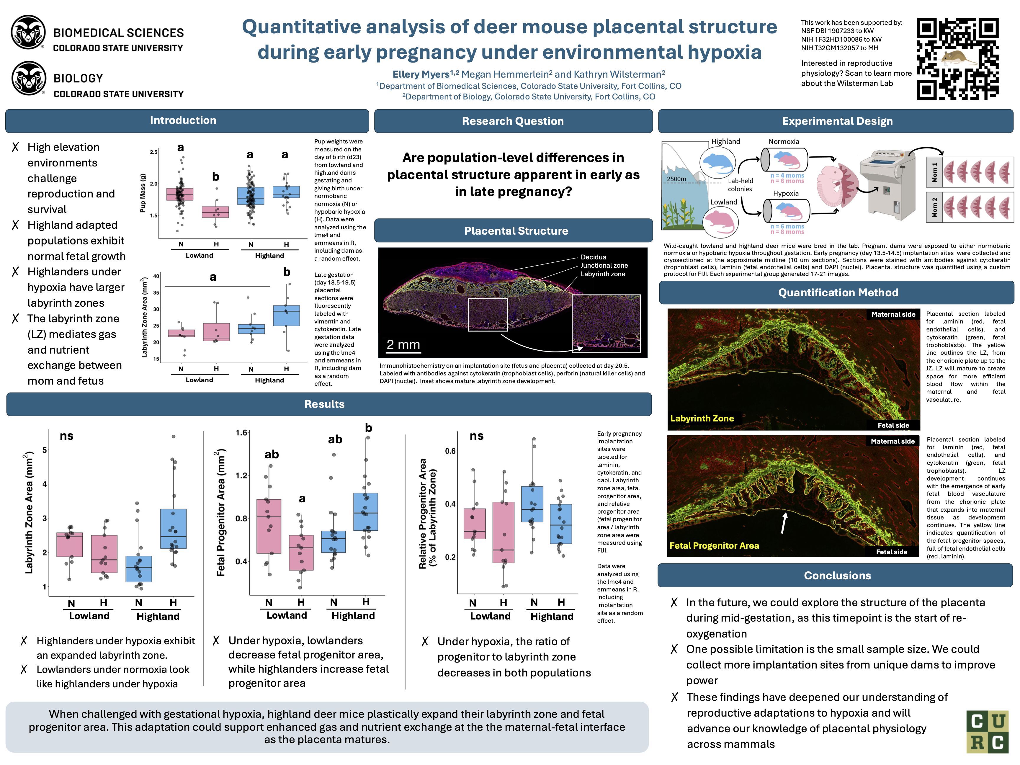 Quantitative analysis of deer mouse placental structure during early pregnancy under environmental hypoxia